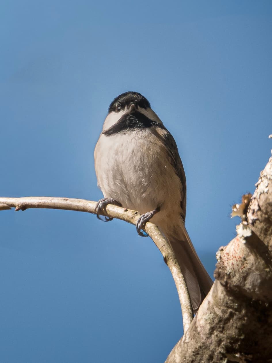 Carolina Chickadee