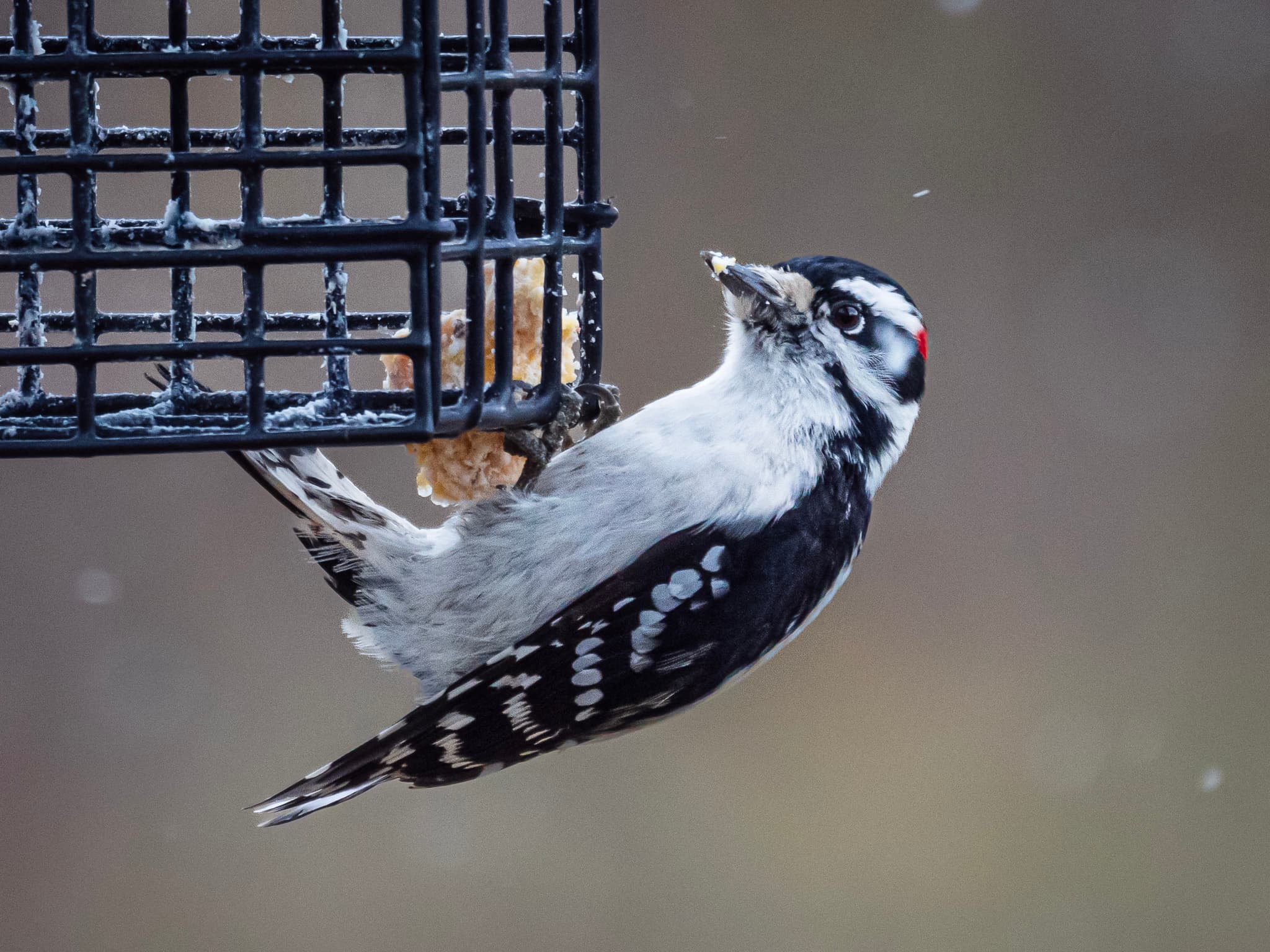 Downy Woodpecker – Backyard Visitor
