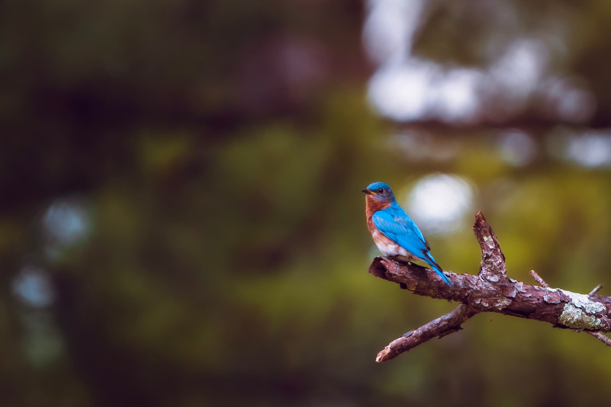 Eastern Bluebird