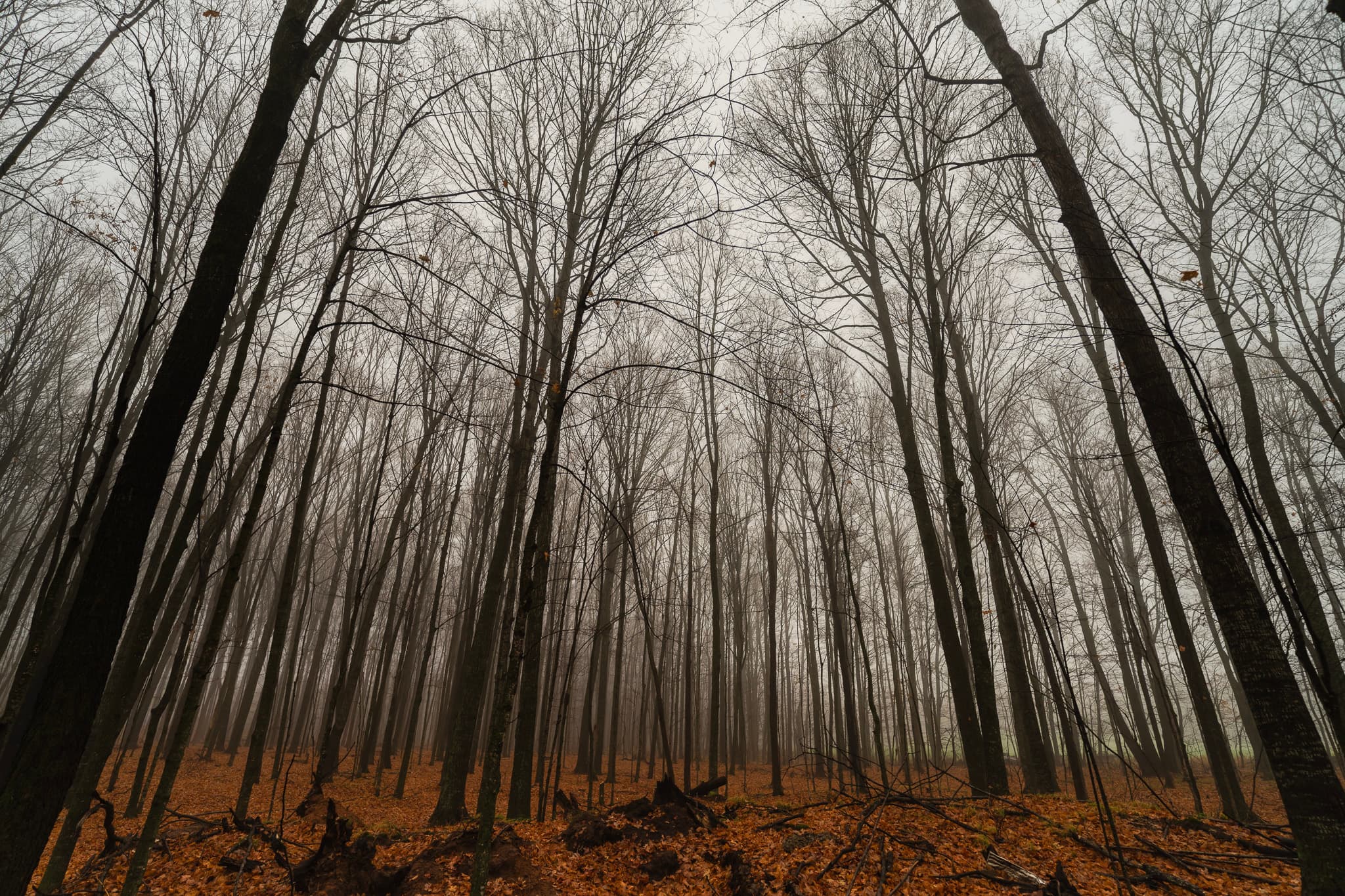 Echoes of Autumn