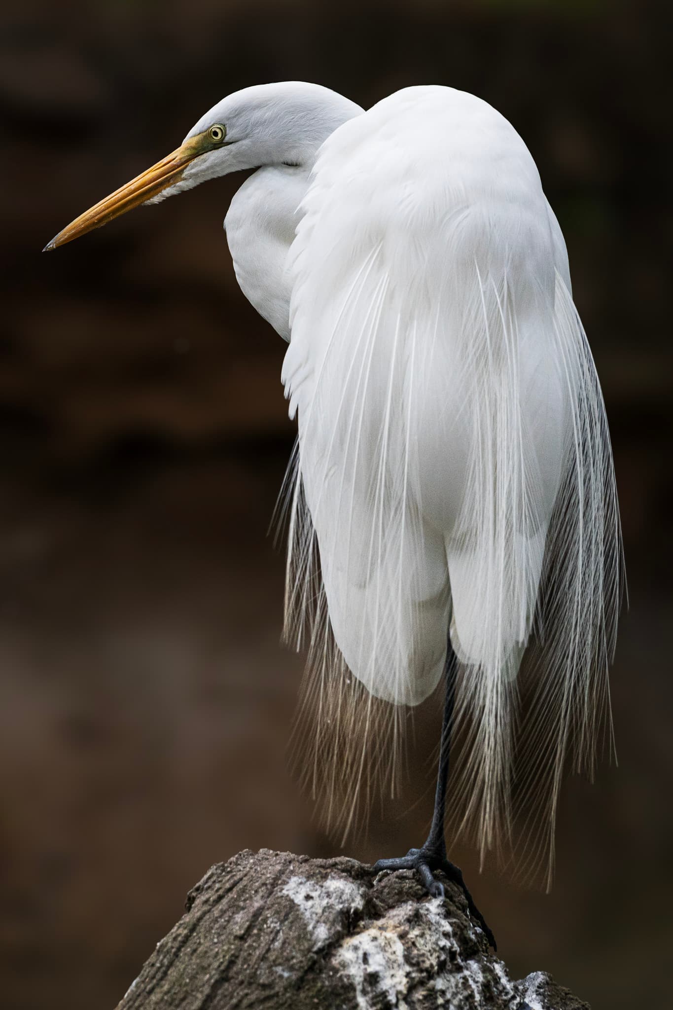 Great Egret – Still and Silent