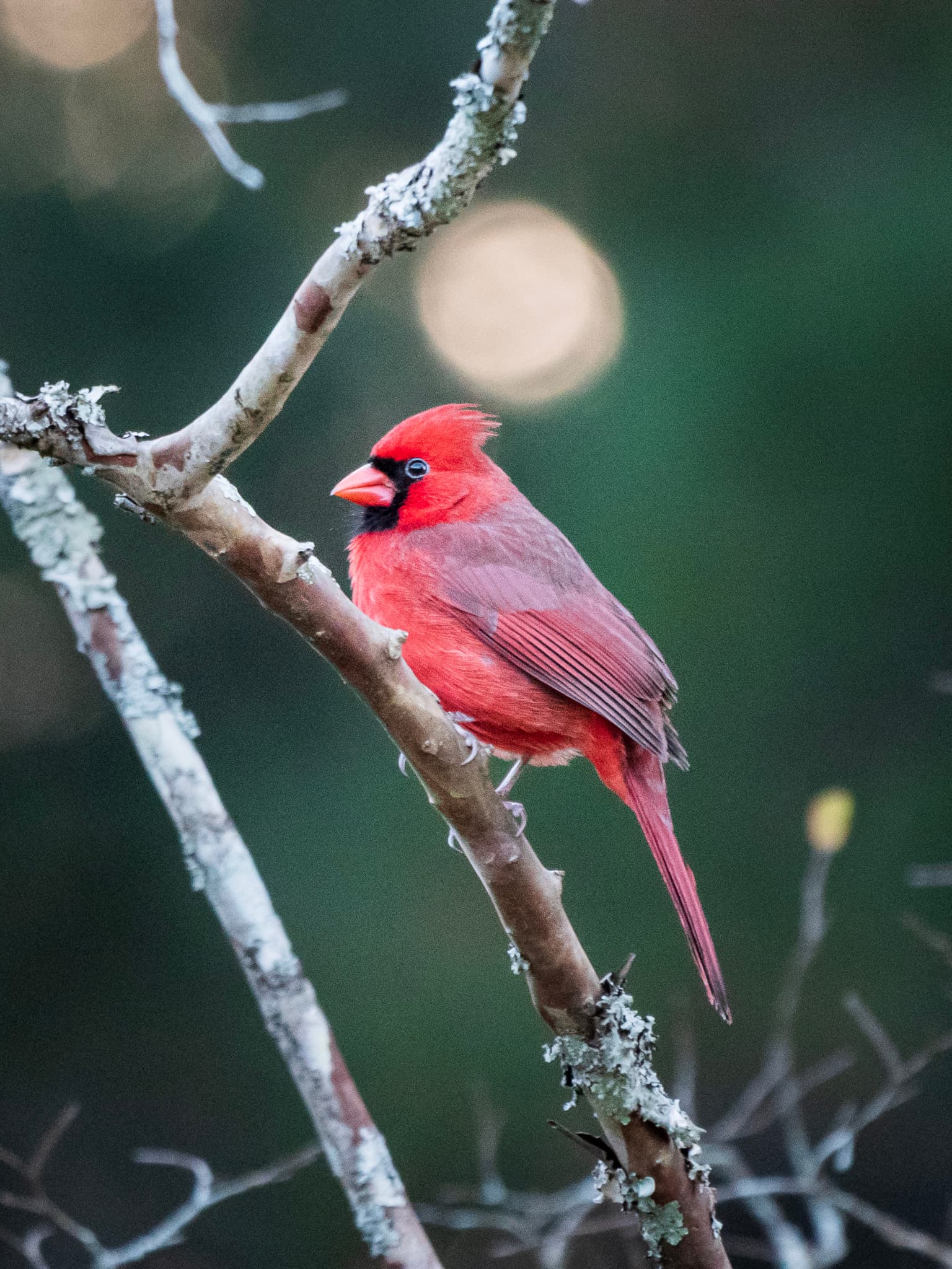 Northern Cardinal