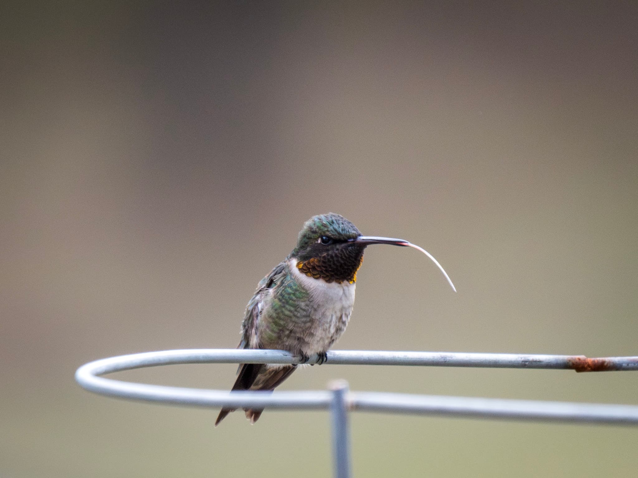 Tiny Bob – Ruby-Throated Hummingbird