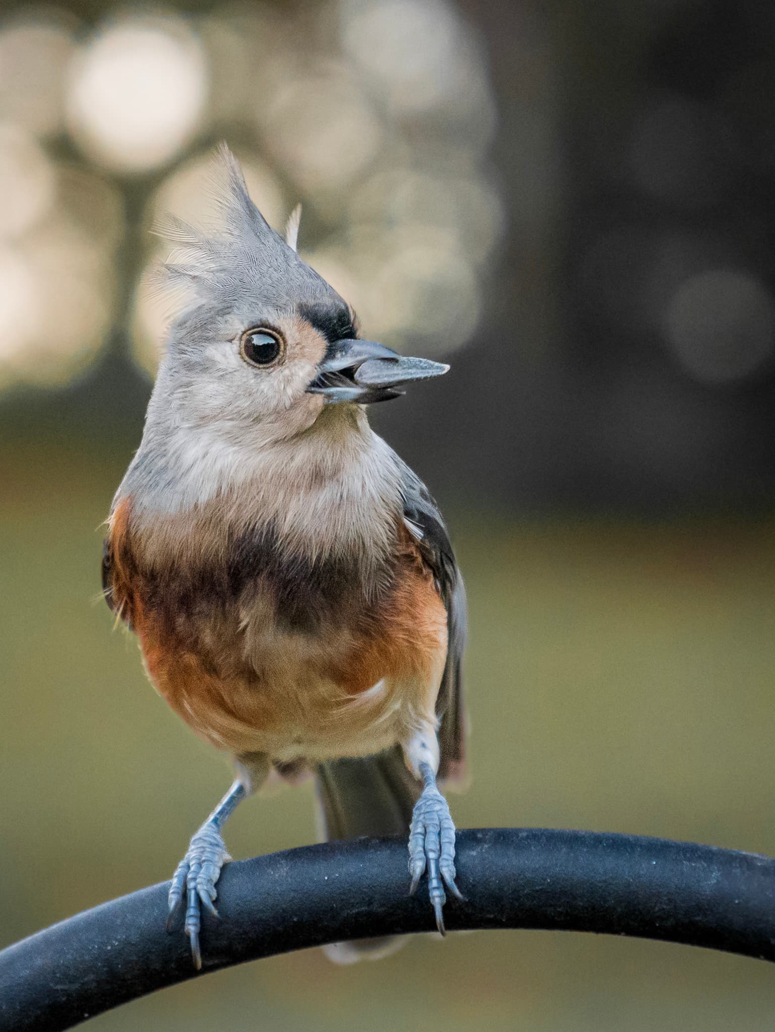 Tufted Titmouse