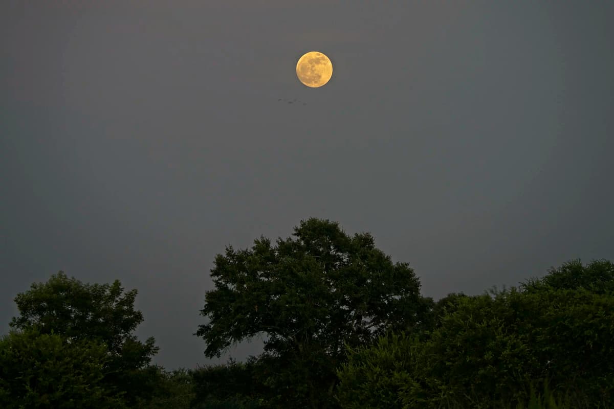 3-shot HDR bracketed photo of the moon and treetops. f/5.6, 1/125 sec, ISO 3200, 200mm