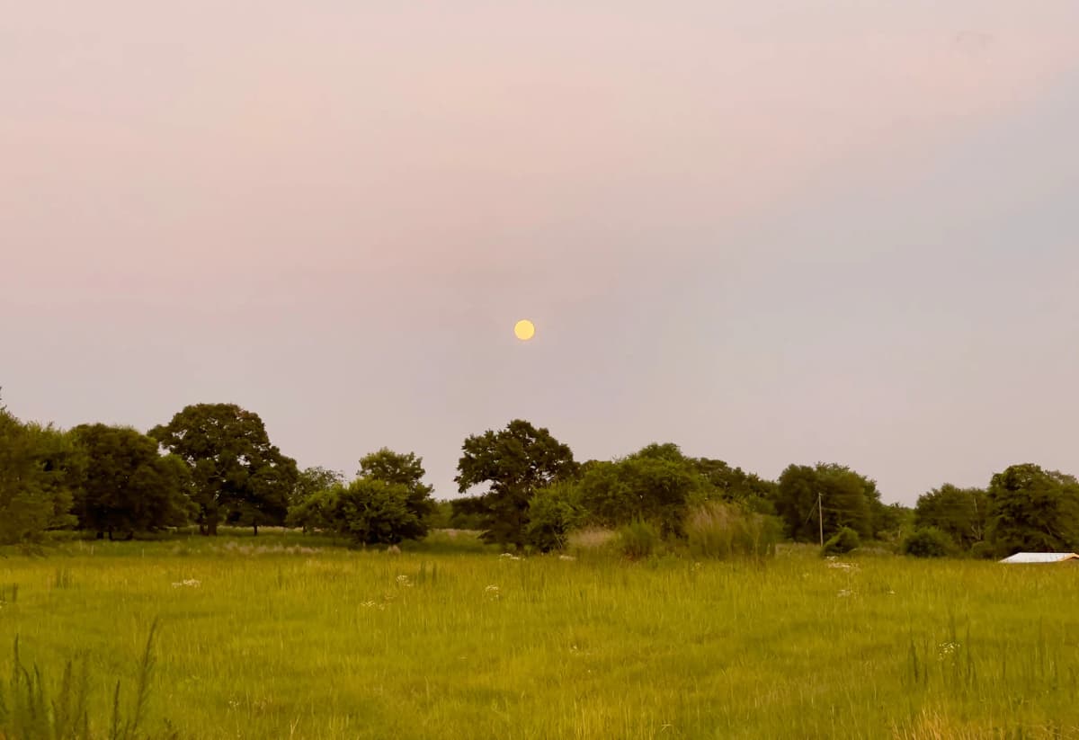 A view of the supermoon coming over the treetops, photographed by Chloe on iPhone