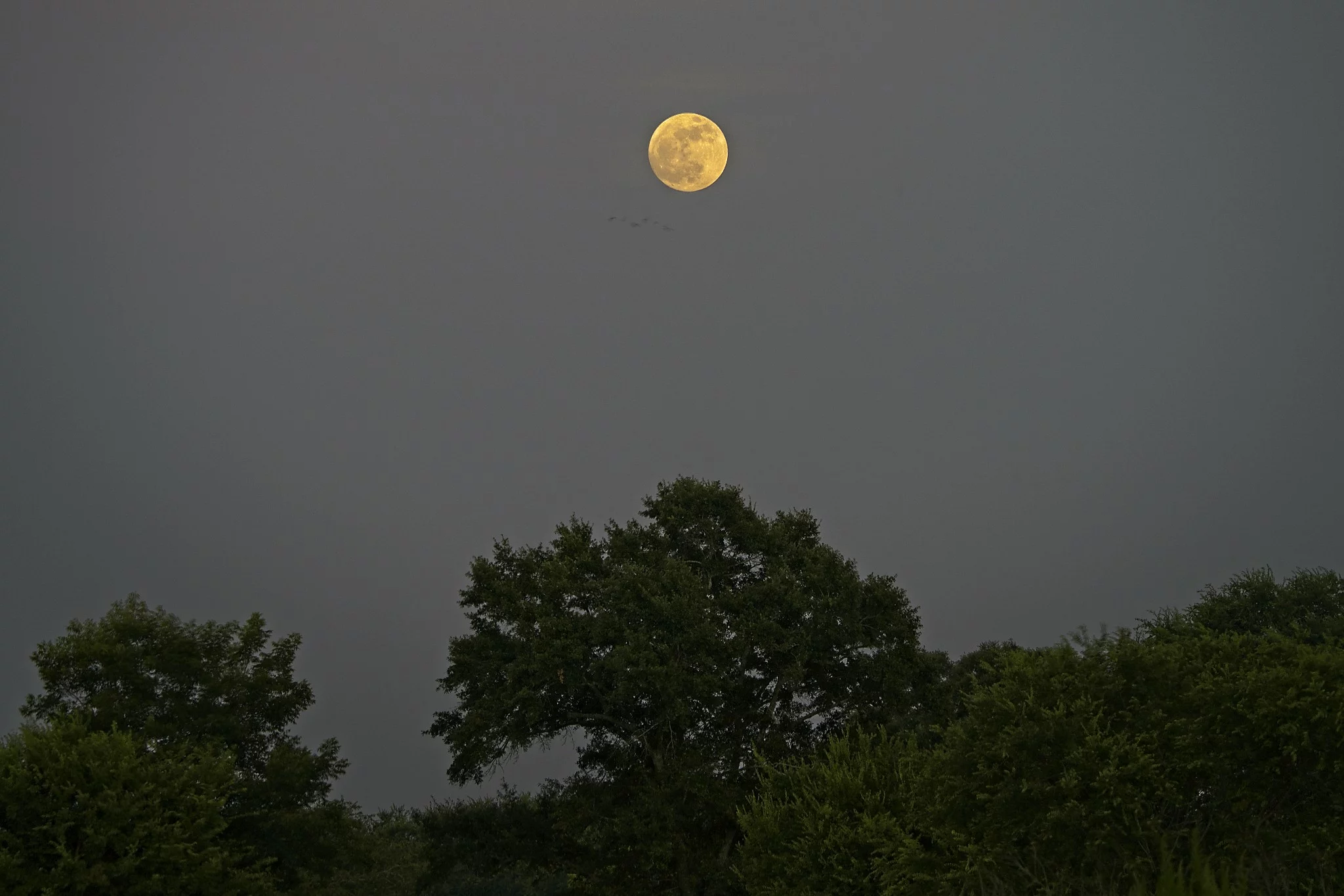 3-shot HDR bracketed photo of the moon and treetops. f/5.6, 1/125 sec, ISO 3200, 200mm