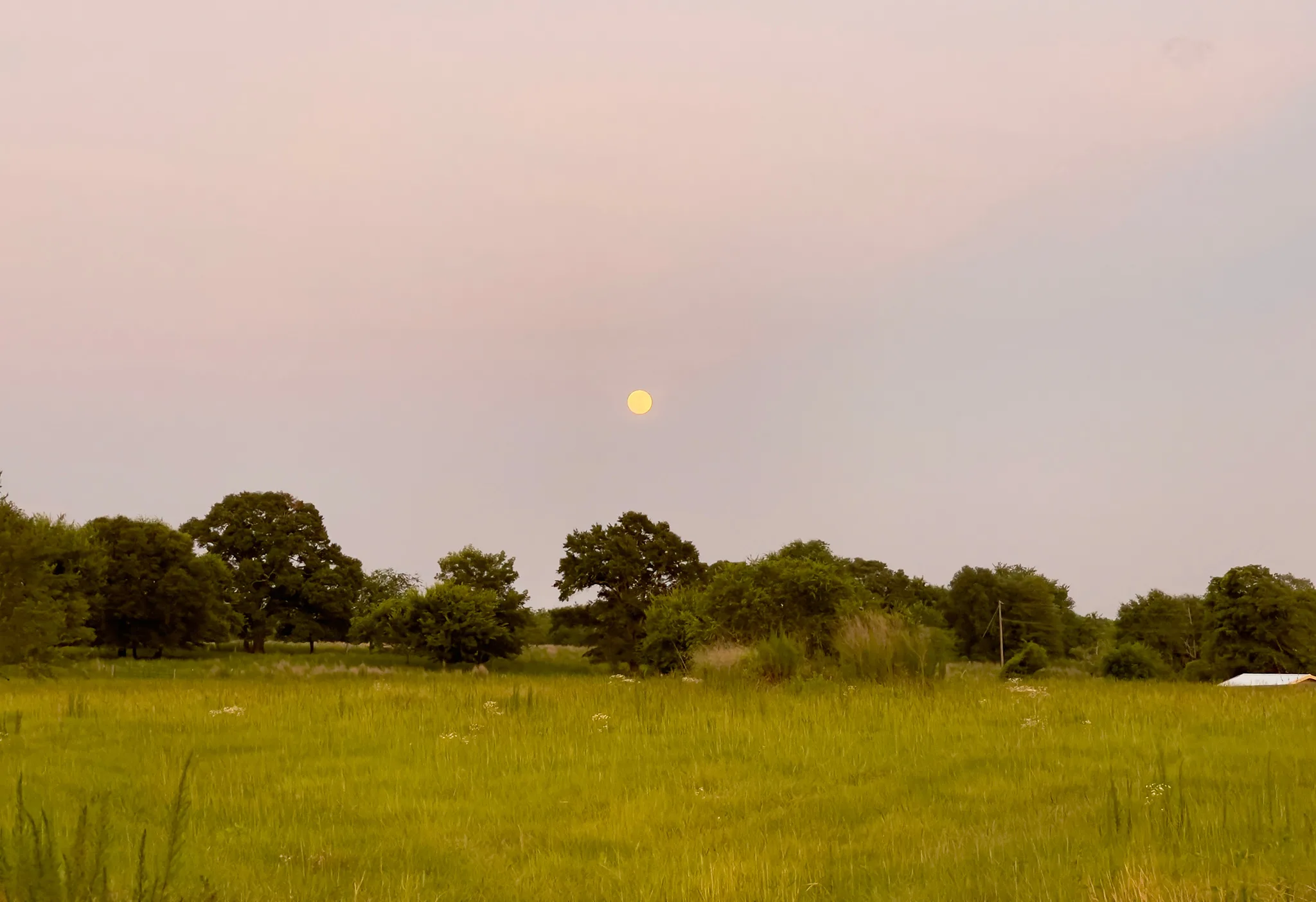 A view of the supermoon coming over the treetops, photographed by Chloe on iPhone
