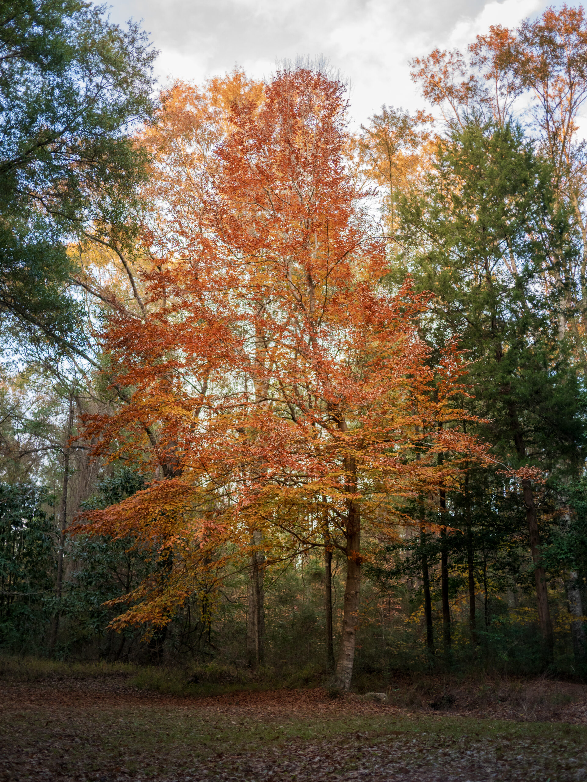 Orange-leaved Sycamore tree in autumn, glowing in front of green Magnolia, Cedar, and Water Oaks in an Alabama woodland.