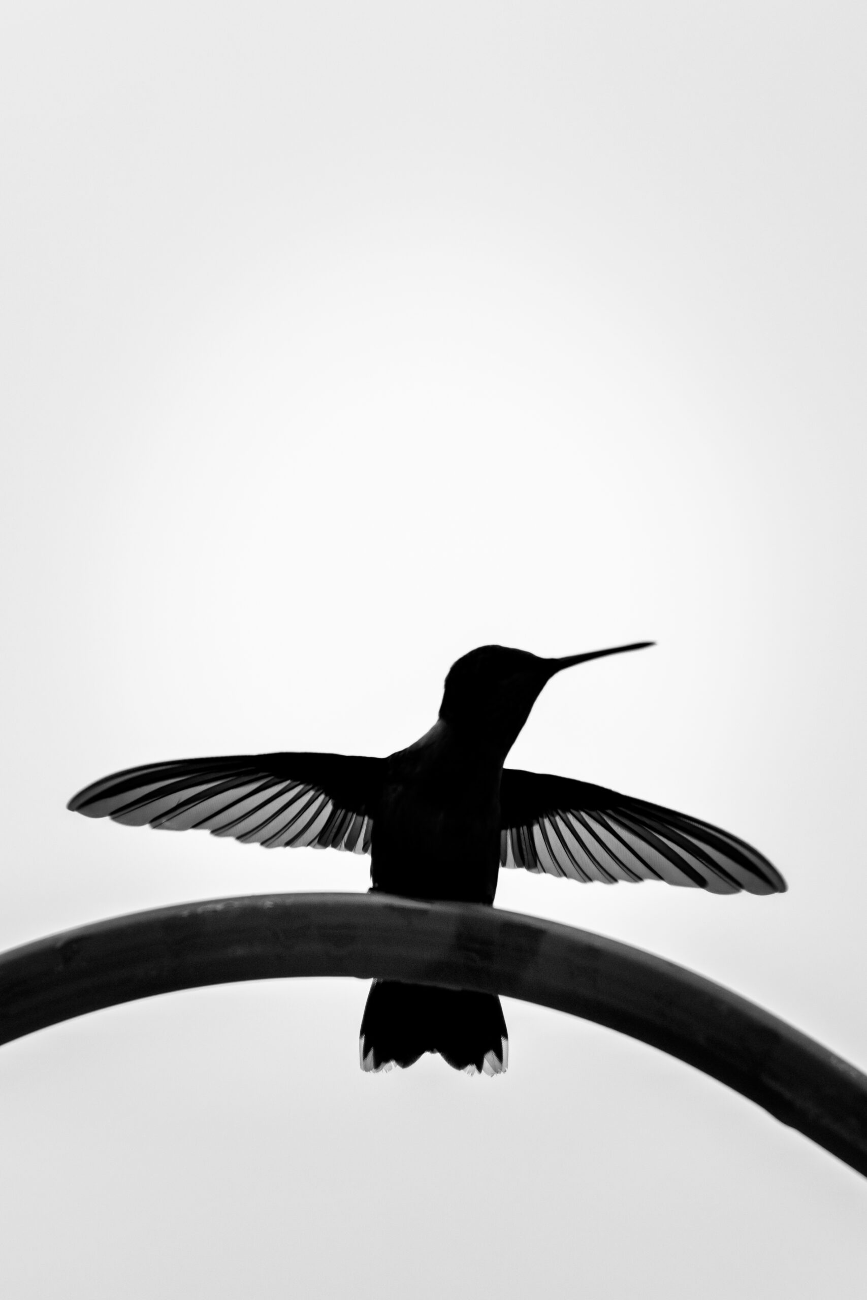 Black and white silhouette of a hummingbird perched on a curved metal arch with wings fully extended against a bright sky.
